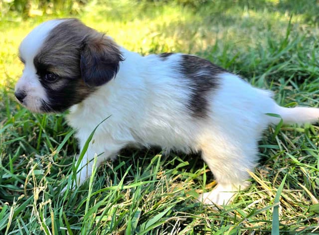 Papillon Puppies media 12
