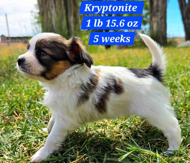 Papillon Puppies media 2