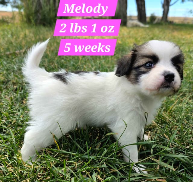 Papillon Puppies media 8