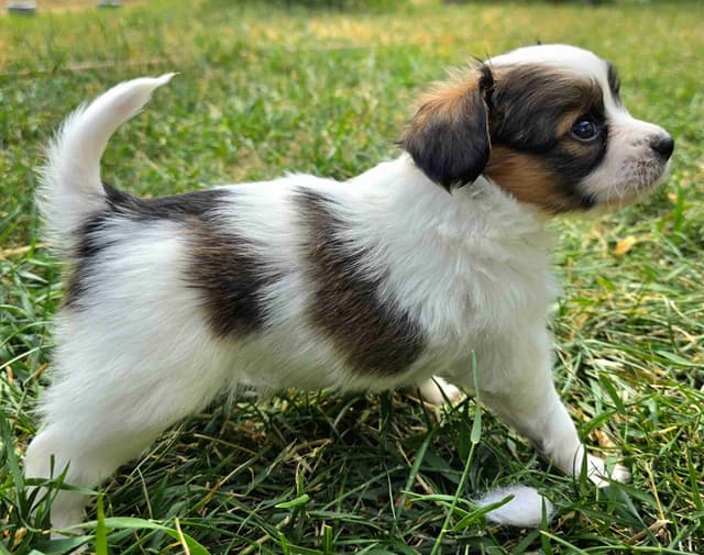 Papillon Puppies media 3