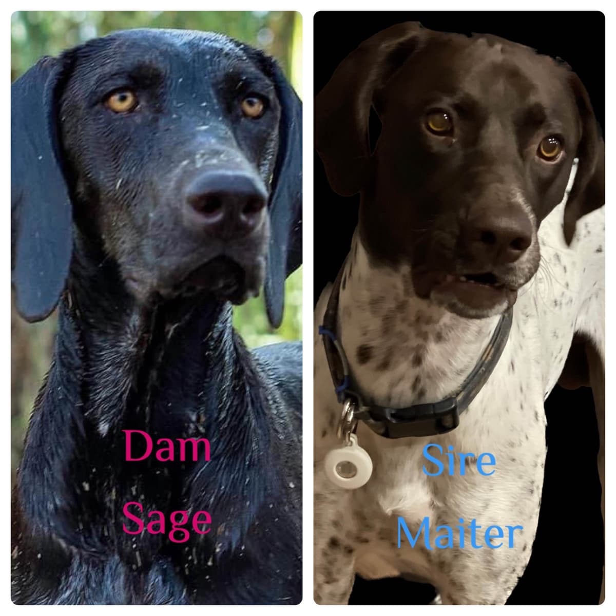 AKC pre-paid German Shorthaired Pointer Puppies w/ akc microchip breeder image 1