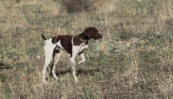 AKC pre-paid German Shorthaired Pointer Puppies w/ akc microchip breeder image 3