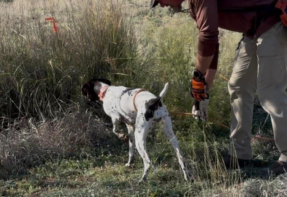 AKC pre-paid German Shorthaired Pointer Puppies w/ akc microchip breeder image 5