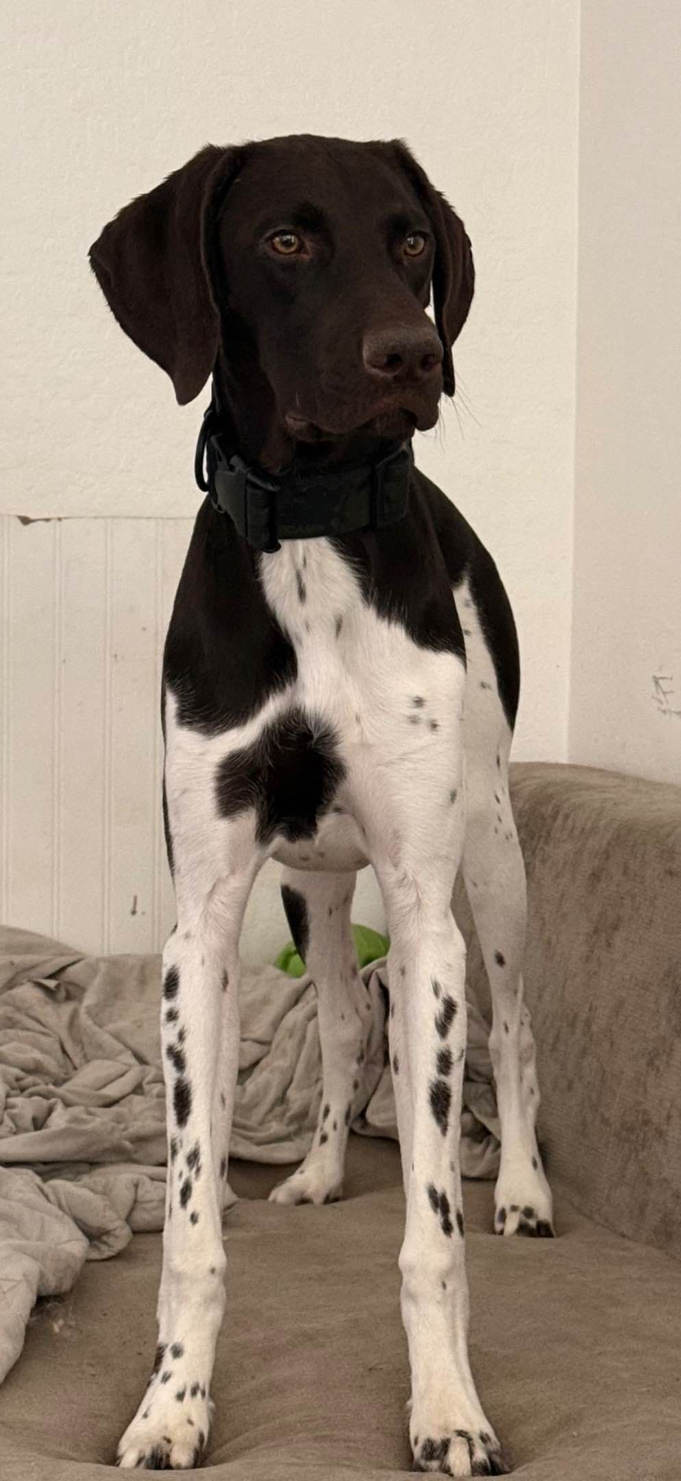 AKC pre-paid German Shorthaired Pointer Puppies w/ akc microchip breeder image 8