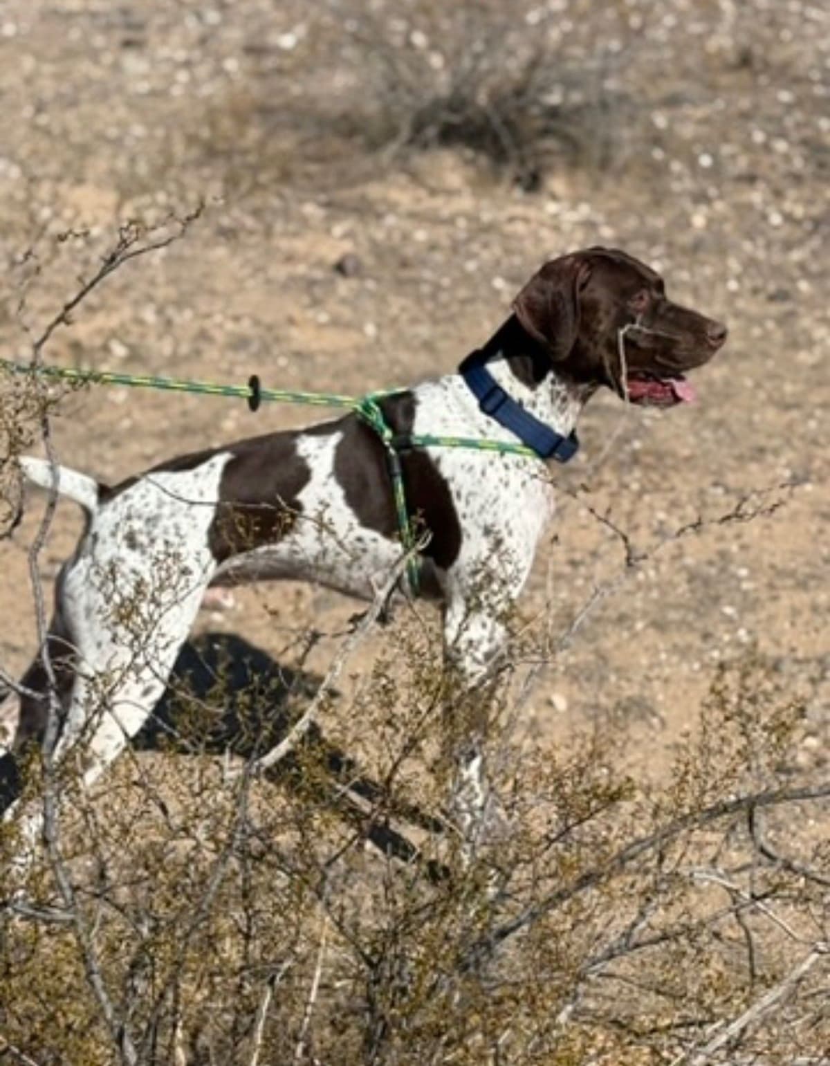 AKC pre-paid German Shorthaired Pointer Puppies w/ akc microchip breeder image 9