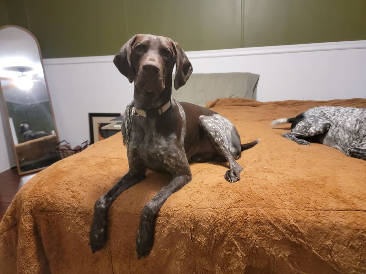 AKC pre-paid German Shorthaired Pointer Puppies w/ akc microchip breeder image 15