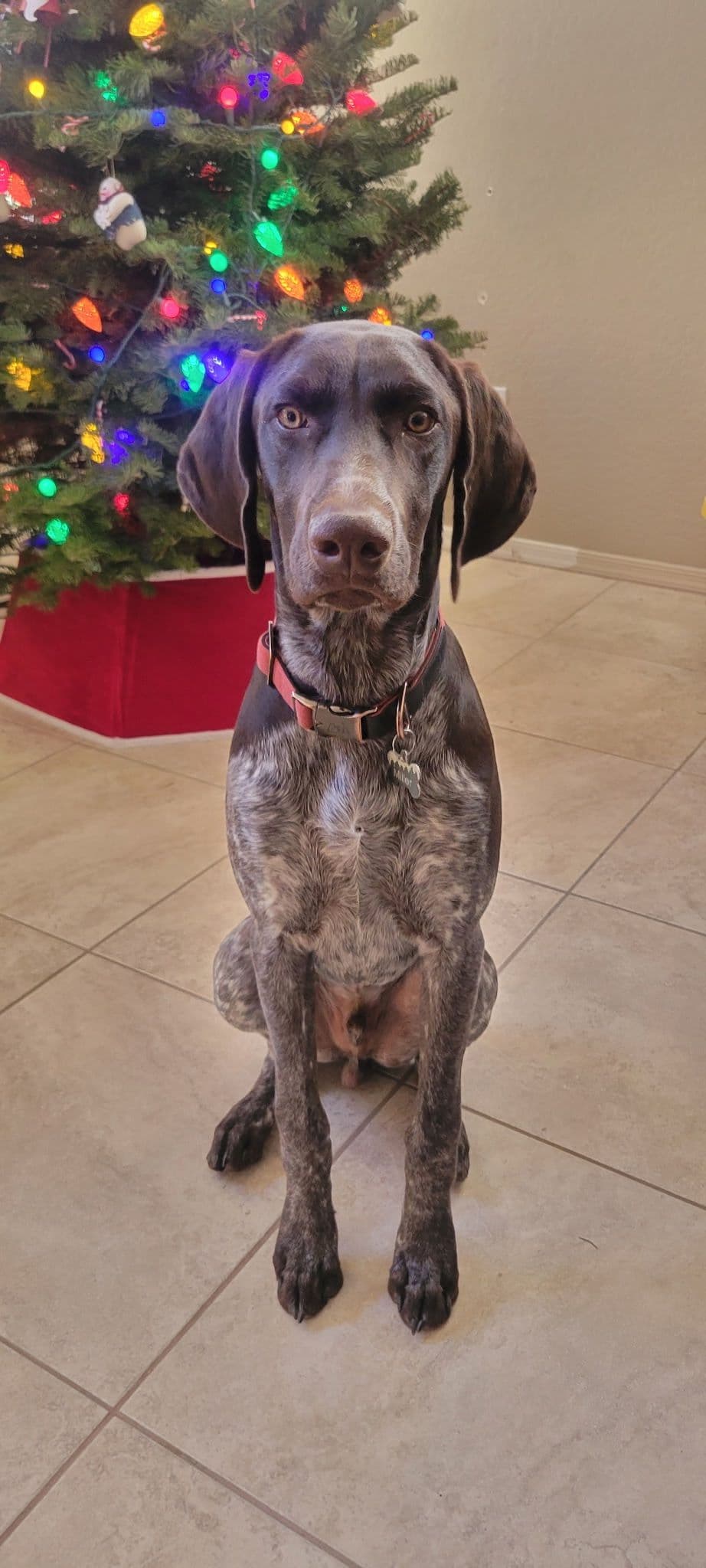 AKC pre-paid German Shorthaired Pointer Puppies w/ akc microchip breeder image 14