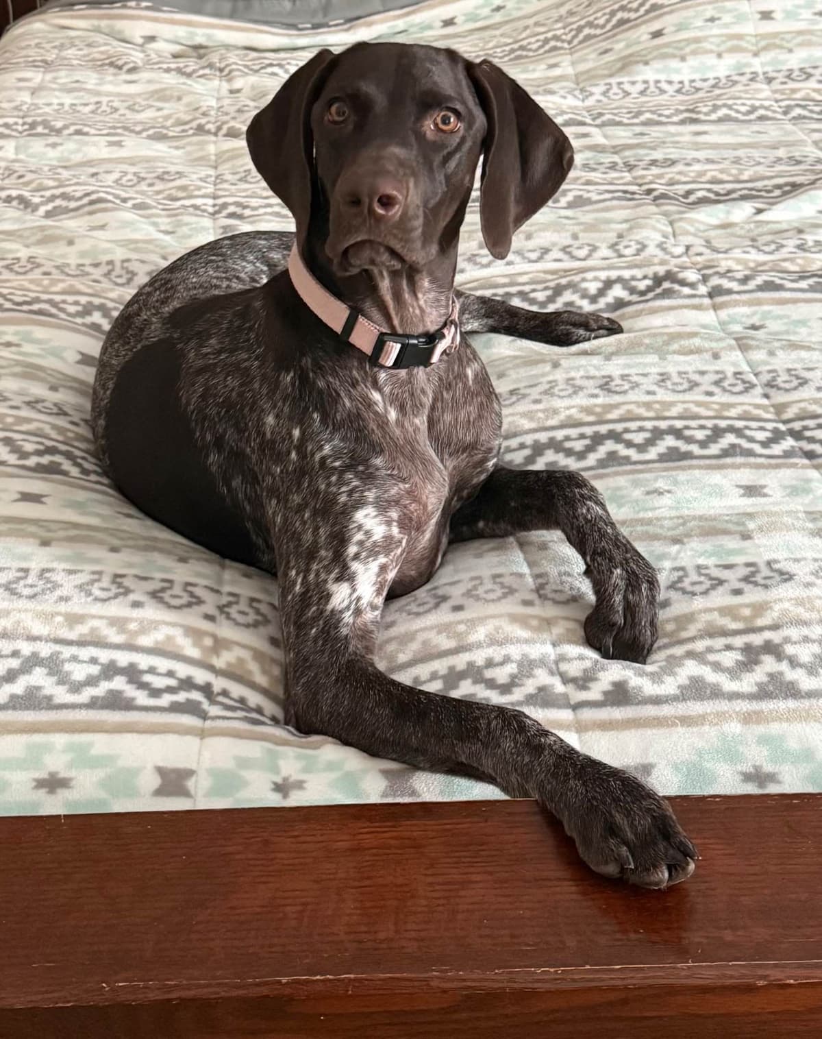 AKC pre-paid German Shorthaired Pointer Puppies w/ akc microchip breeder image 18
