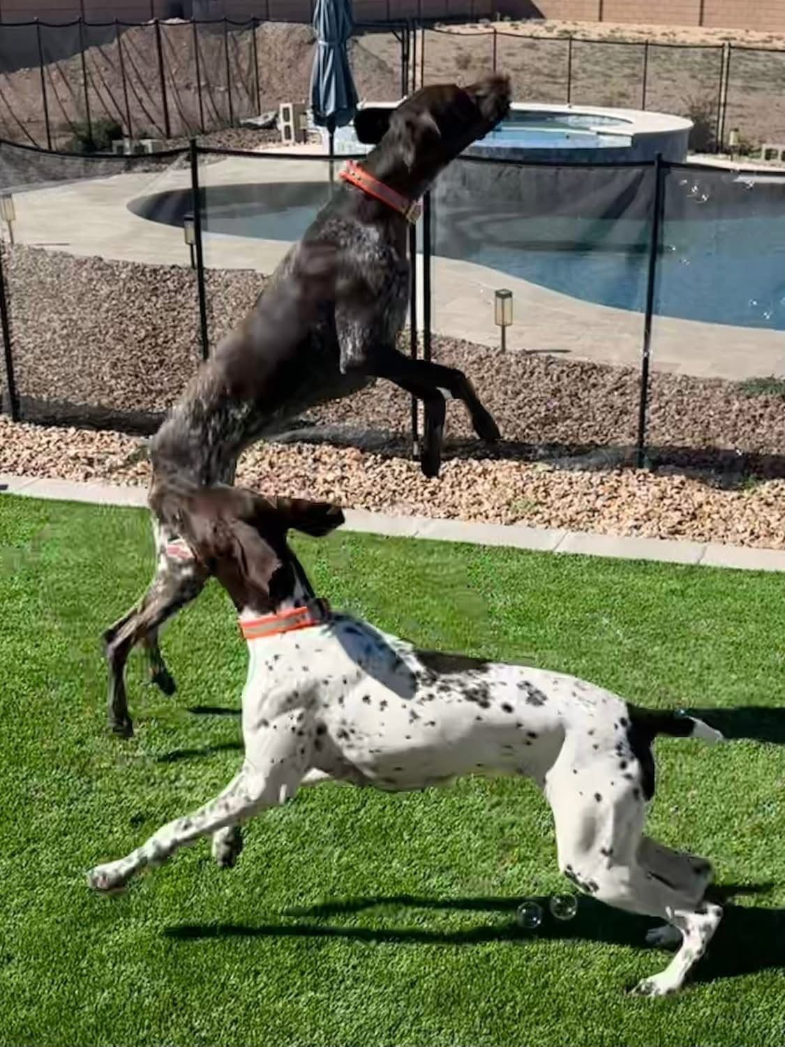 AKC pre-paid German Shorthaired Pointer Puppies w/ akc microchip breeder image 16