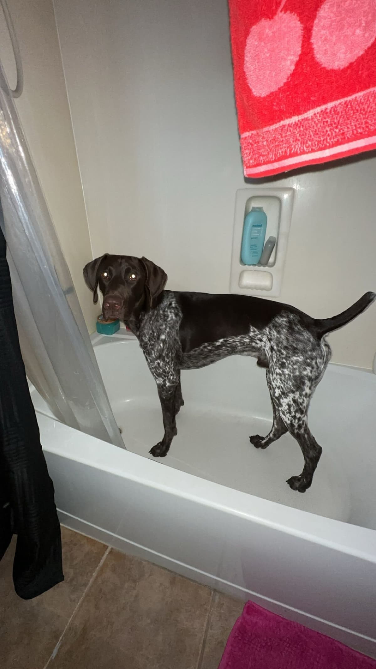 AKC pre-paid German Shorthaired Pointer Puppies w/ akc microchip breeder image 19