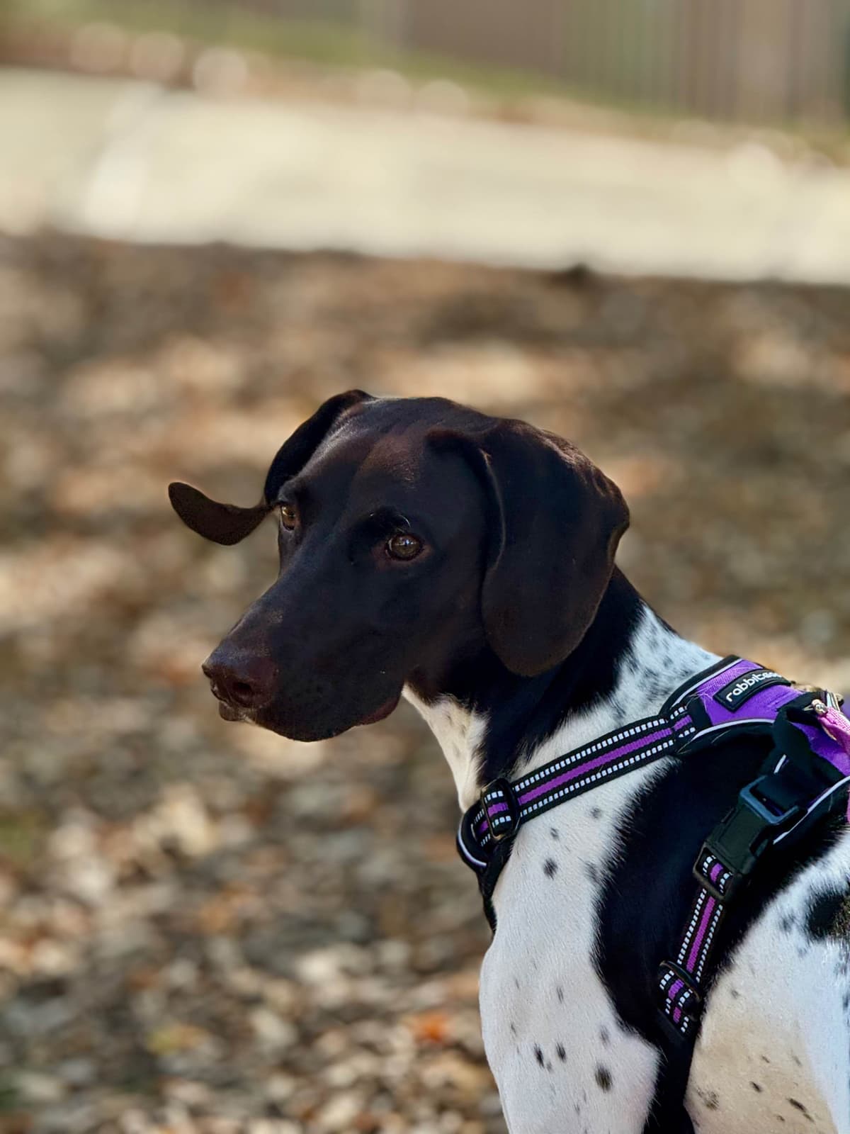 AKC pre-paid German Shorthaired Pointer Puppies w/ akc microchip breeder image 21