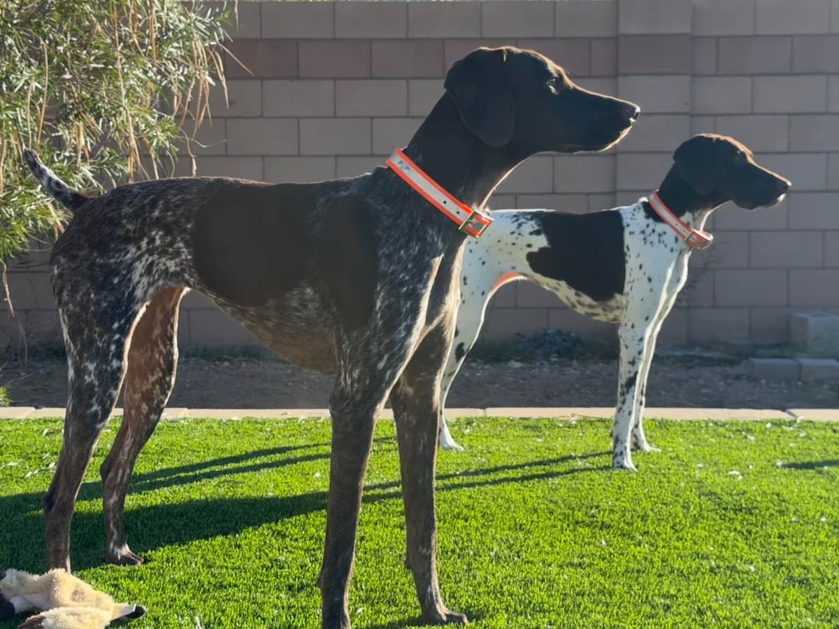 AKC pre-paid German Shorthaired Pointer Puppies w/ akc microchip breeder image 20