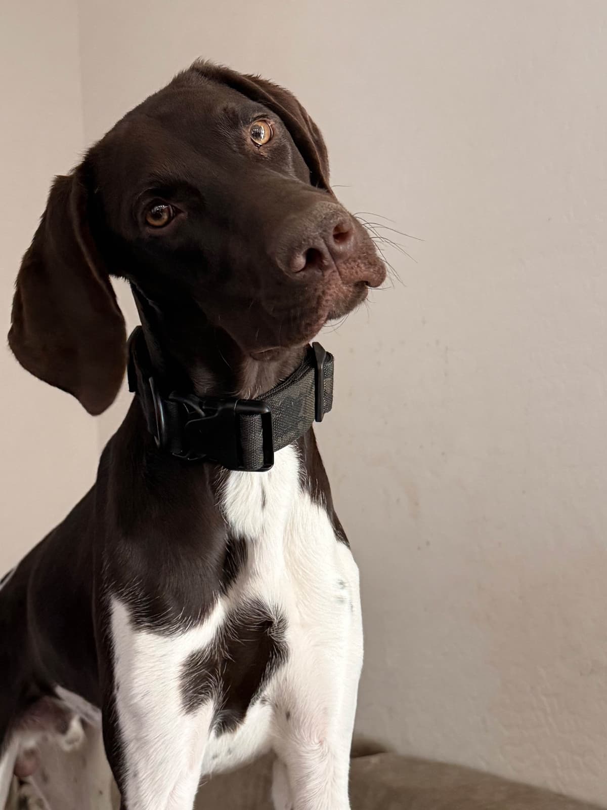 AKC pre-paid German Shorthaired Pointer Puppies w/ akc microchip breeder image 23