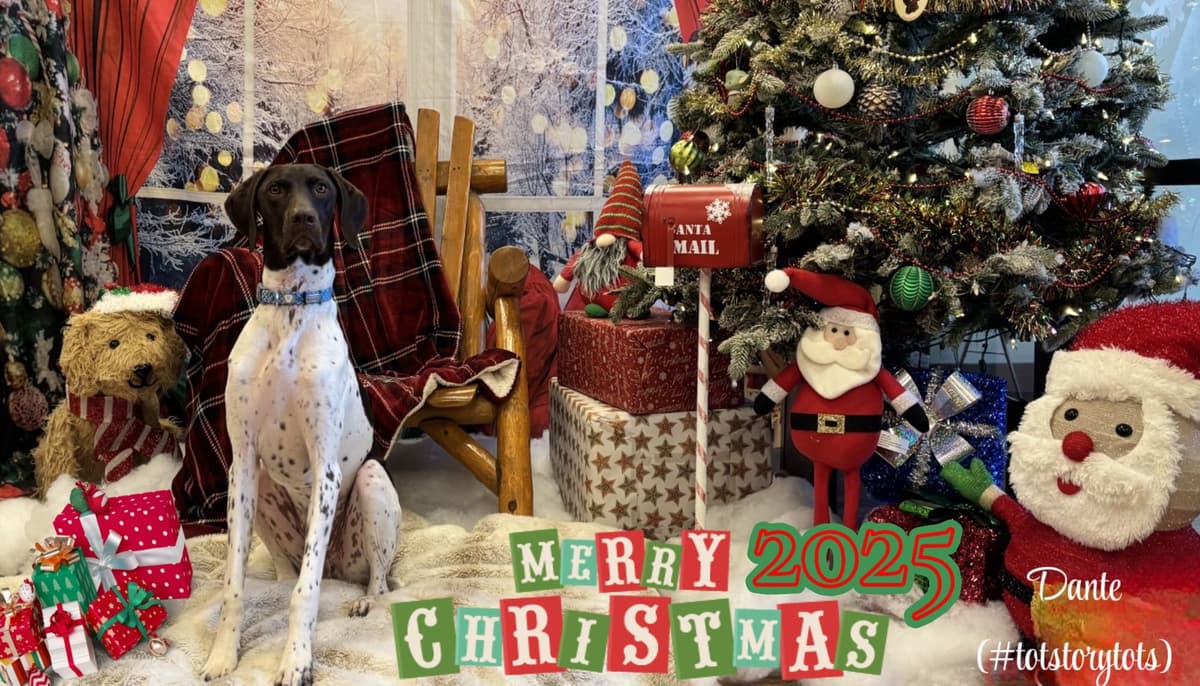 AKC pre-paid German Shorthaired Pointer Puppies w/ akc microchip breeder image 24