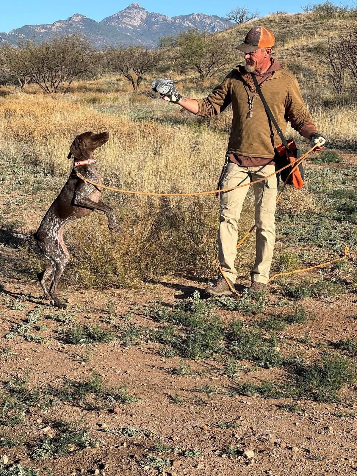 AKC pre-paid German Shorthaired Pointer Puppies w/ akc microchip breeder image 25