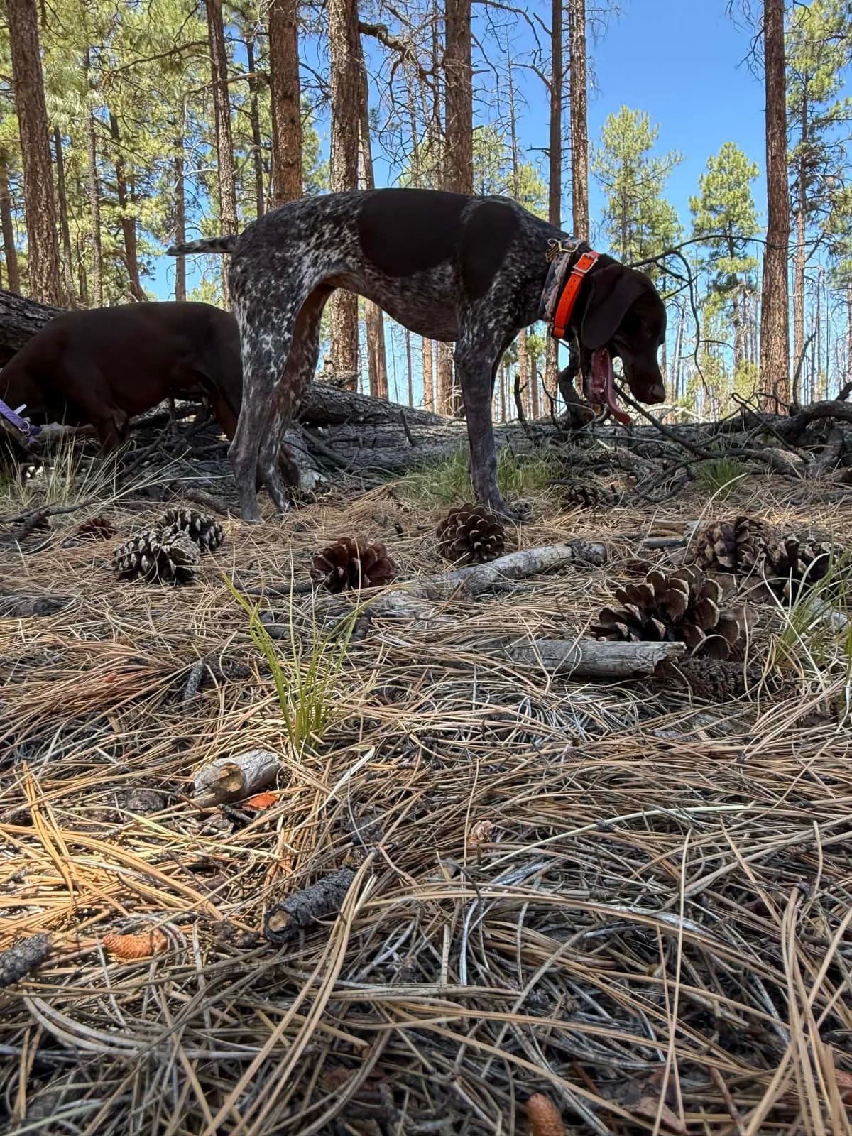 AKC pre-paid German Shorthaired Pointer Puppies w/ akc microchip breeder image 26