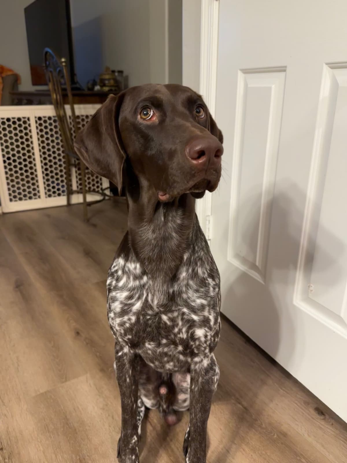 AKC pre-paid German Shorthaired Pointer Puppies w/ akc microchip breeder image 29