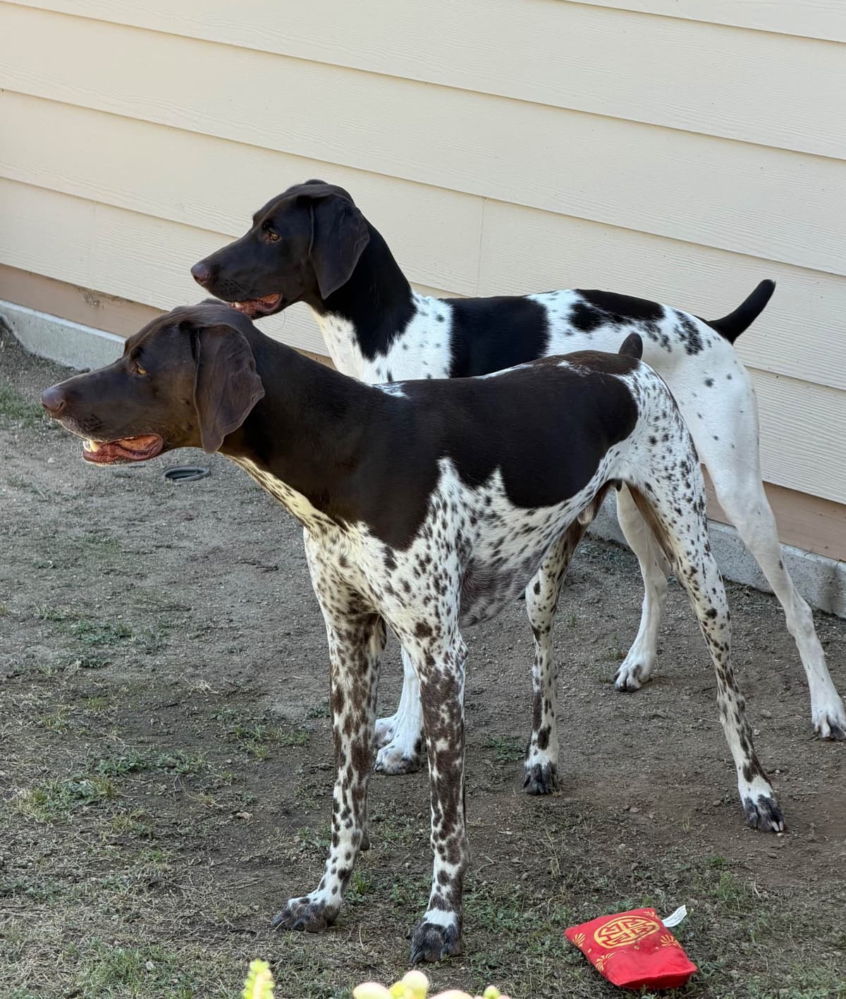 AKC pre-paid German Shorthaired Pointer Puppies w/ akc microchip breeder image 28