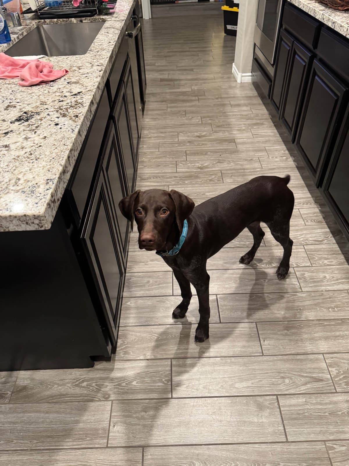AKC pre-paid German Shorthaired Pointer Puppies w/ akc microchip breeder image 30