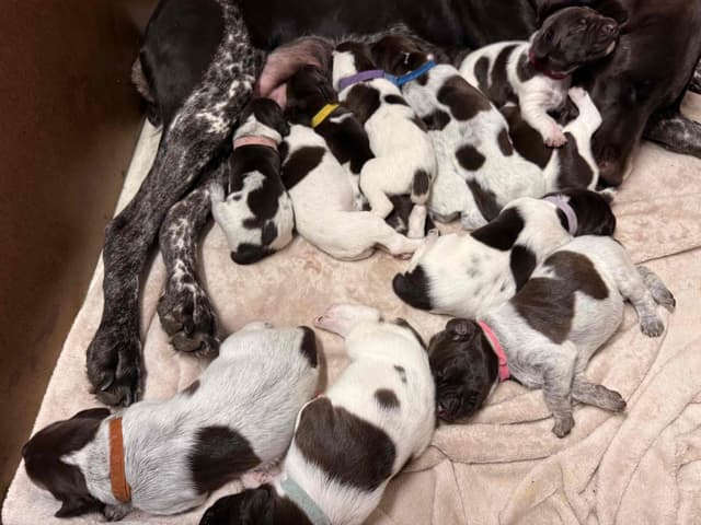 AKC  pre-paid German Shorthaired Pointer Puppies w/ akc microchip media 3