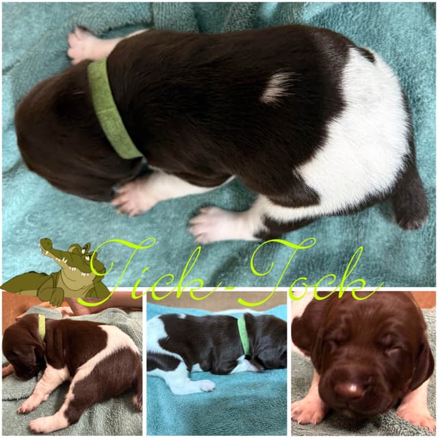 AKC  pre-paid German Shorthaired Pointer Puppies w/ akc microchip media 5