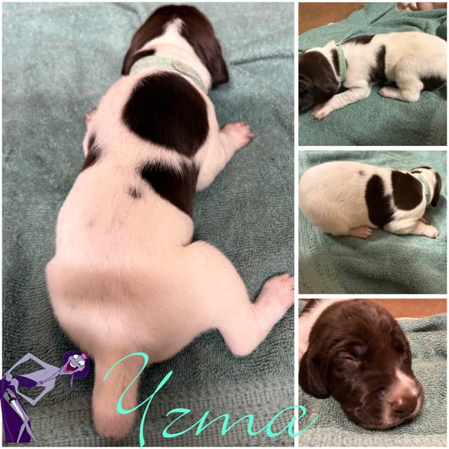 AKC  pre-paid German Shorthaired Pointer Puppies w/ akc microchip media 6