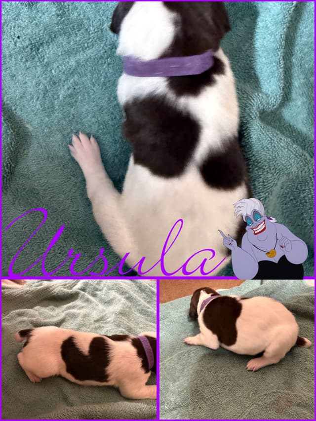 AKC  pre-paid German Shorthaired Pointer Puppies w/ akc microchip media 8
