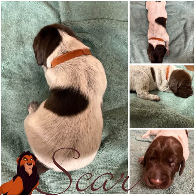 AKC  pre-paid German Shorthaired Pointer Puppies w/ akc microchip media 12