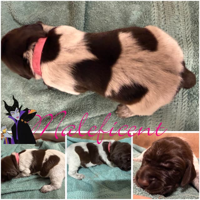 AKC  pre-paid German Shorthaired Pointer Puppies w/ akc microchip media 10