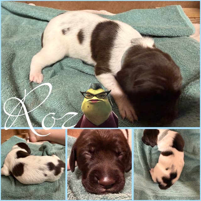 AKC  pre-paid German Shorthaired Pointer Puppies w/ akc microchip media 9