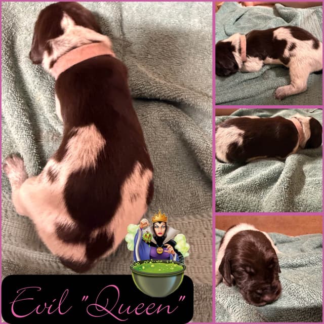 AKC  pre-paid German Shorthaired Pointer Puppies w/ akc microchip media 11