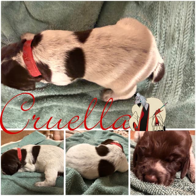 AKC  pre-paid German Shorthaired Pointer Puppies w/ akc microchip media 13