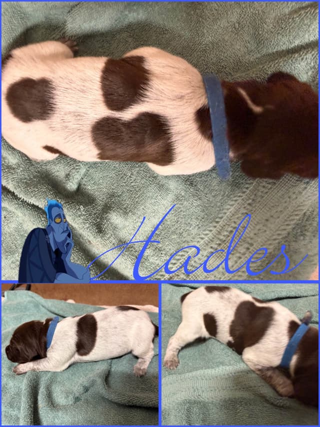 AKC  pre-paid German Shorthaired Pointer Puppies w/ akc microchip media 14