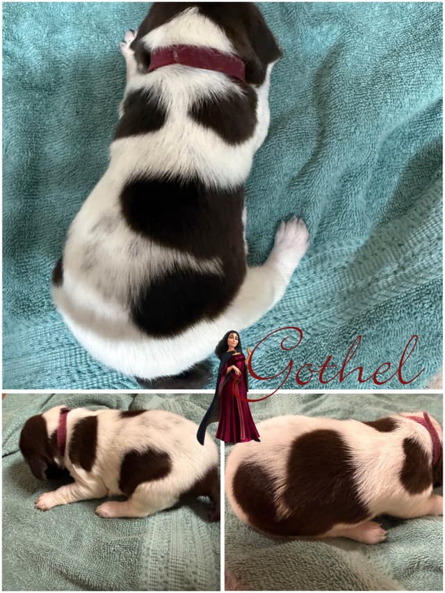 AKC  pre-paid German Shorthaired Pointer Puppies w/ akc microchip media 15