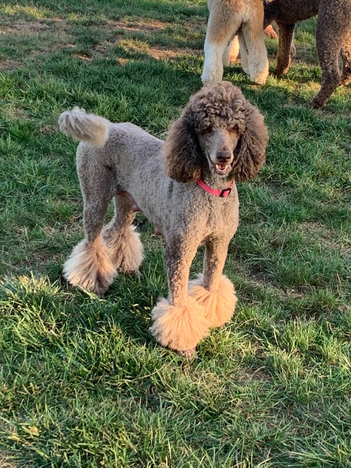 Poodle Puppies breeder image 1
