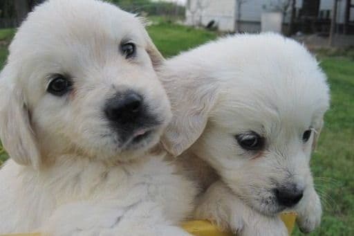 Golden Retriever Puppies breeder image 2