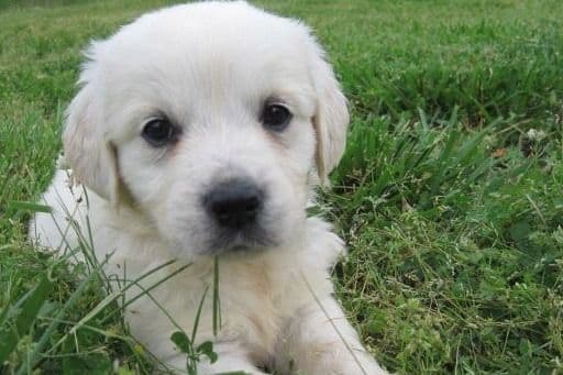 Golden Retriever Puppies breeder image 3