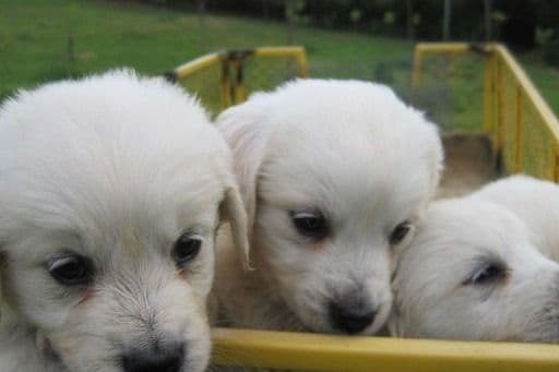 Golden Retriever Puppies breeder image 4