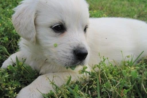 Golden Retriever Puppies breeder image 5