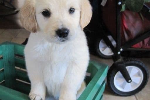 Golden Retriever Puppies breeder image 6