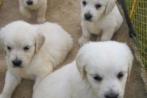 Golden Retriever Puppies breeder image 7