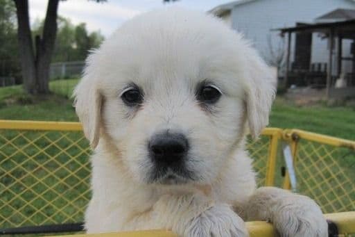Golden Retriever Puppies breeder image 9