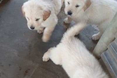 Golden Retriever Puppies breeder image 10