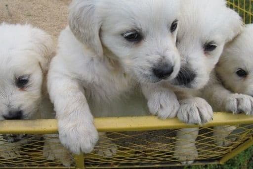 Golden Retriever Puppies breeder image 11