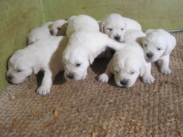 Golden Retriever Puppies media 2