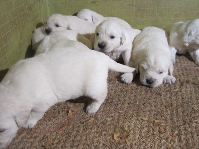 Golden Retriever Puppies media 3