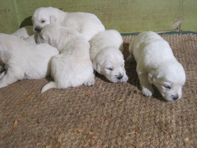 Golden Retriever Puppies media 4