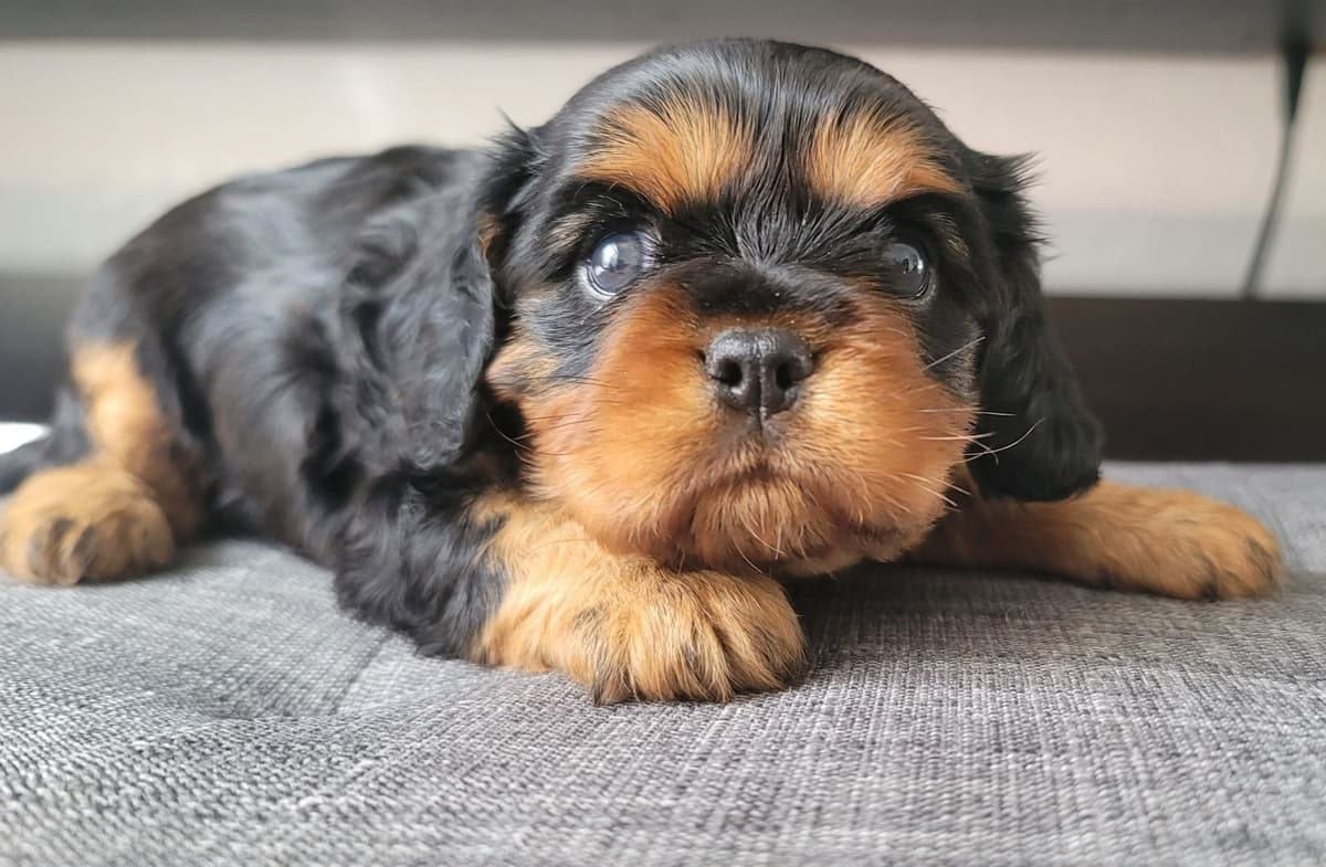 Cavalier King Charles Spaniel Puppies breeder image 5