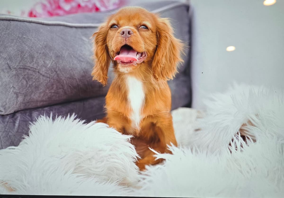 Cavalier King Charles Spaniel Puppies breeder image 2