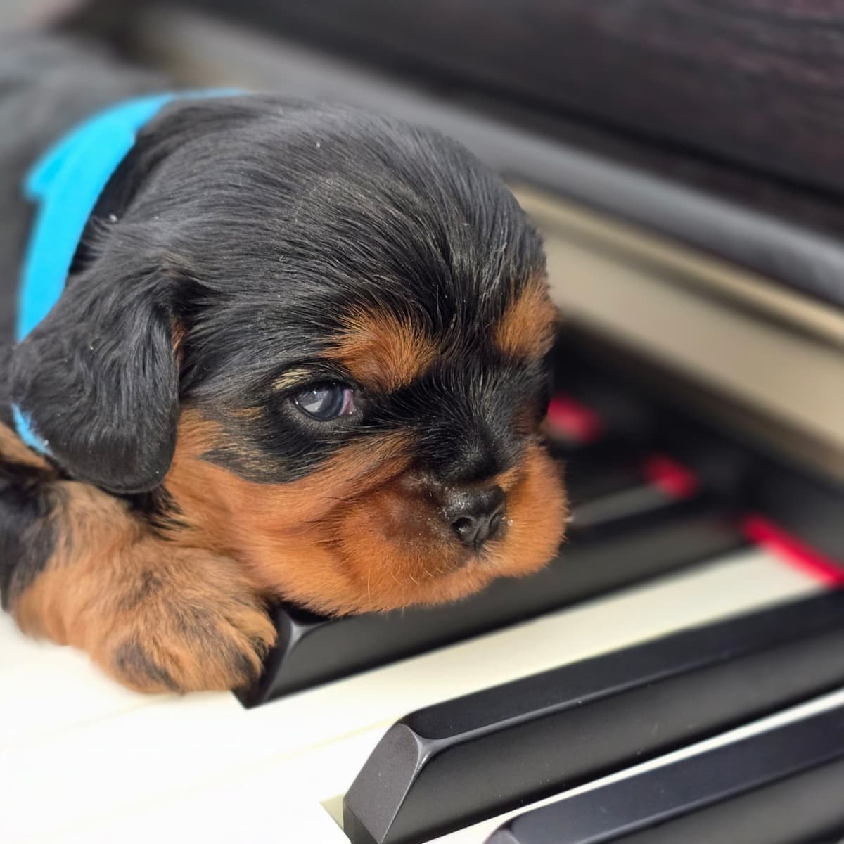 Cavalier King Charles Spaniel Puppies breeder image 4